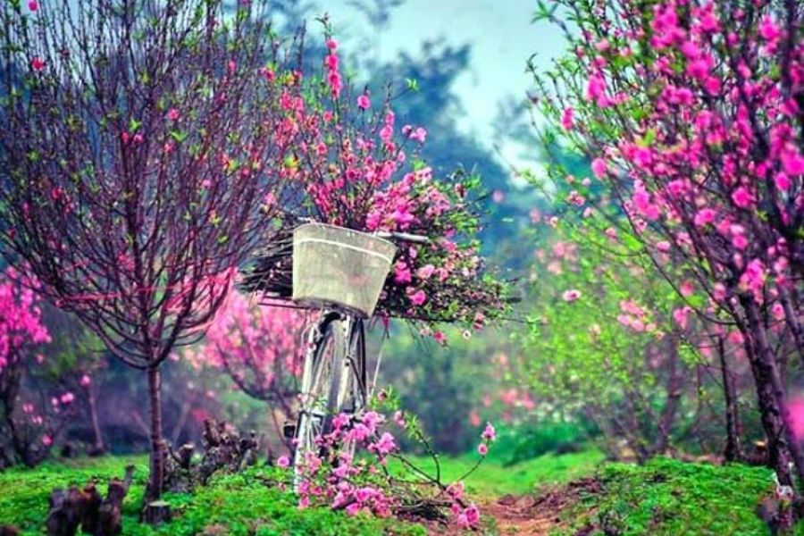 Thanh Hoa – Culture singulière et moment idéal pour l'exploration